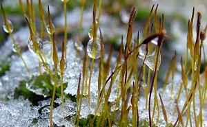 plants in ice